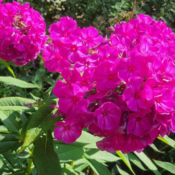 Paket 12 - Schmetterlingswiese, Flammenblume, Phlox paniculata, Spätamaranth, pink