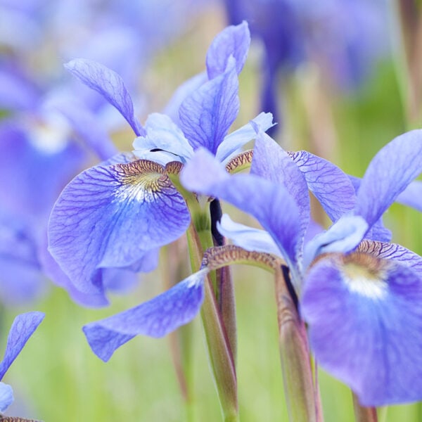 Paket 25 Sommer, Sonne, Gartenzaun, Sibirische Wieseniris, Iris sibirica